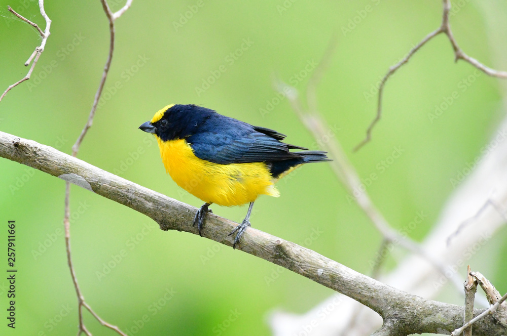 Obraz premium Thick-billed Euphonia (Euphonia laniirostris)