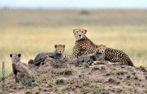 Cheetah mom and her puppies