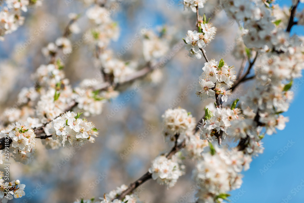 Close up of plum and cherry blossom. White spring flowers on blue sky. Close up of plum and cherry blossom. White spring flowers on blue sky.