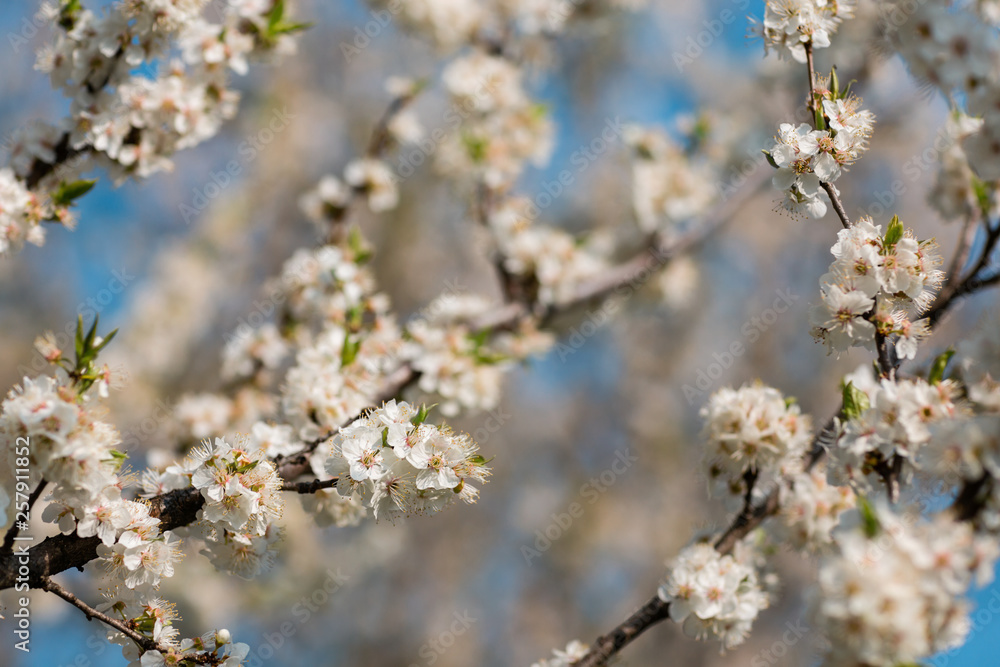 Close up of plum and cherry blossom. White spring flowers on blue sky. Close up of plum and cherry blossom. White spring flowers on blue sky.
