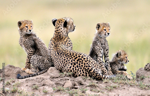 Cheetah mom and her puppies