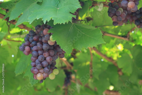 grapes on the vine