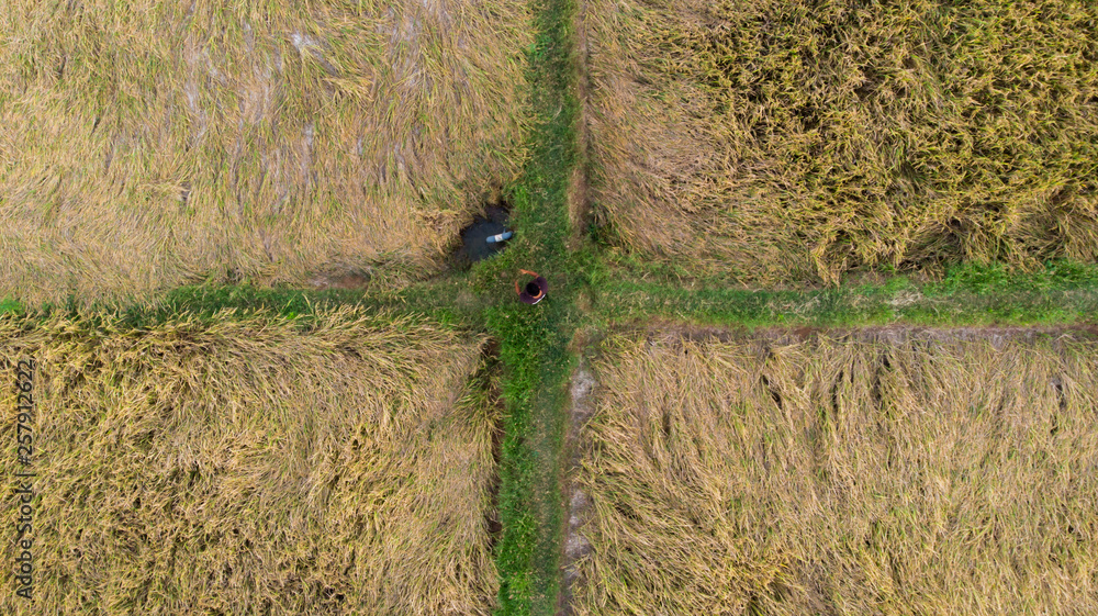 Ariel shot of a paddy field, inspected by a farmer for harvest during ...