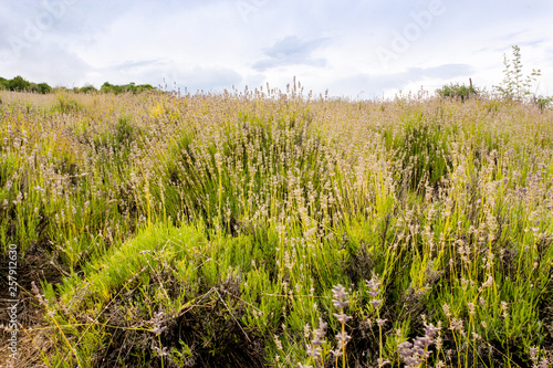 Dry Lavender field.