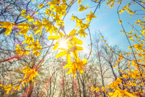 yellow forsythia in the spring sunbeam