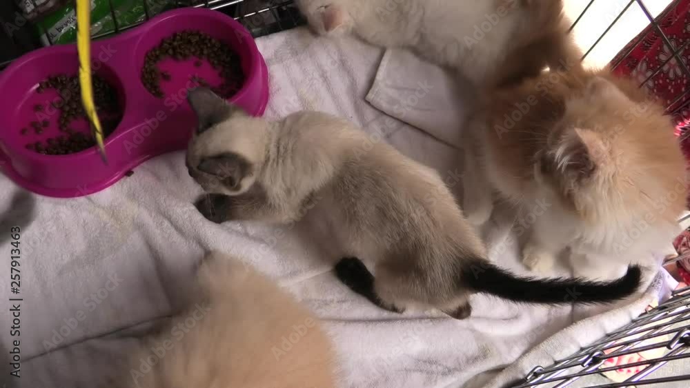 Kittens in cage: siamese cat with blue eyes, a furry red Turkish Angora cat and a grey Angora kitten playing. Kittens in cage: siamese cat with blue eyes, a furry red Turkish Angora cat and a grey Angora kitten playing.