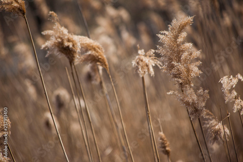 Wheat ears in field America 