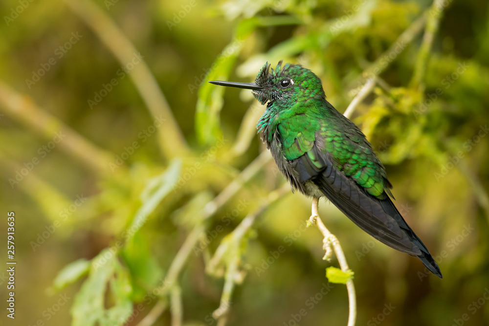 Fototapeta premium Green-crowned brilliant (Heliodoxa jacula) is a large, robust hummingbird that is a resident breeder in the highlands from Costa Rica to western Ecuador.