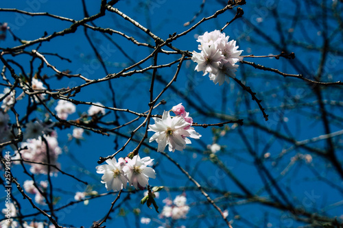 Closeup of flowers from a tree in the streets of Voorburg in Netherlands photo