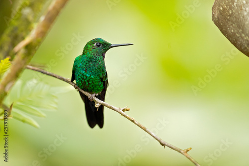 Green-crowned brilliant (Heliodoxa jacula) is a large, robust hummingbird that is a resident breeder in the highlands from Costa Rica to western Ecuador.