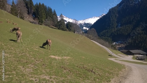 Red deer herd on a pasture in the european alps