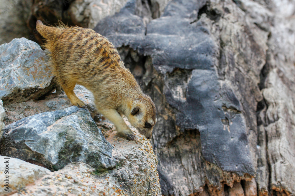 Obraz premium The Suricata suricatta or meerkat on the rock