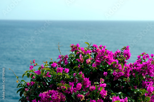 Bright pink flowers Bougainvillea against the sea. Background, close-up, cropped shot, horizontal, free space for text. Concept of nature and recreation.