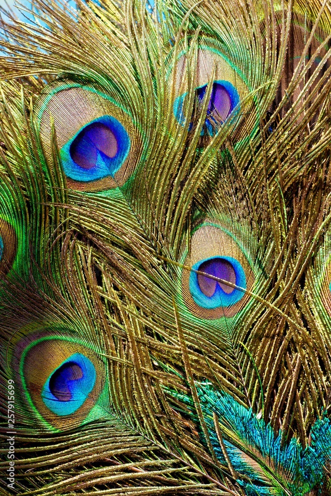 Fototapeta premium Peacocks leaves