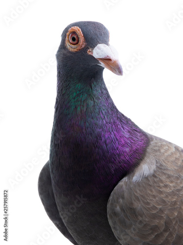 portrait pigeon dragon isolated