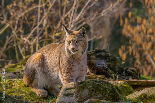 cute young lynx in the colorful wilderness forest © Mario Plechaty