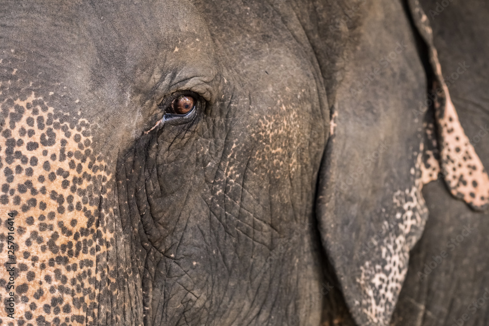 Fototapeta premium Elephant eye close up. 