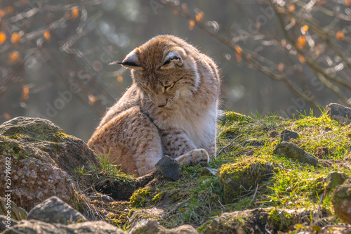 cute young lynx in the colorful wilderness forest