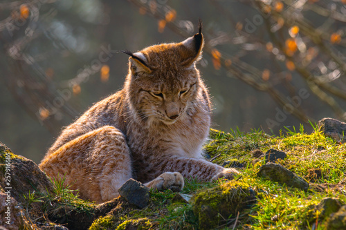 cute young lynx in the colorful wilderness forest