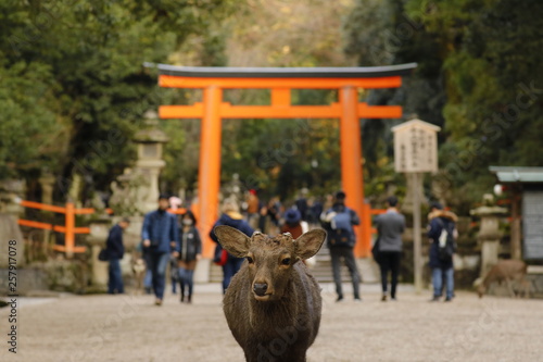 シカの参拝