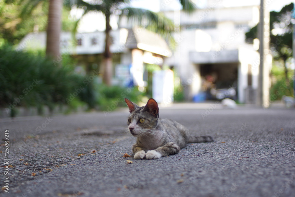 石垣島の仔猫