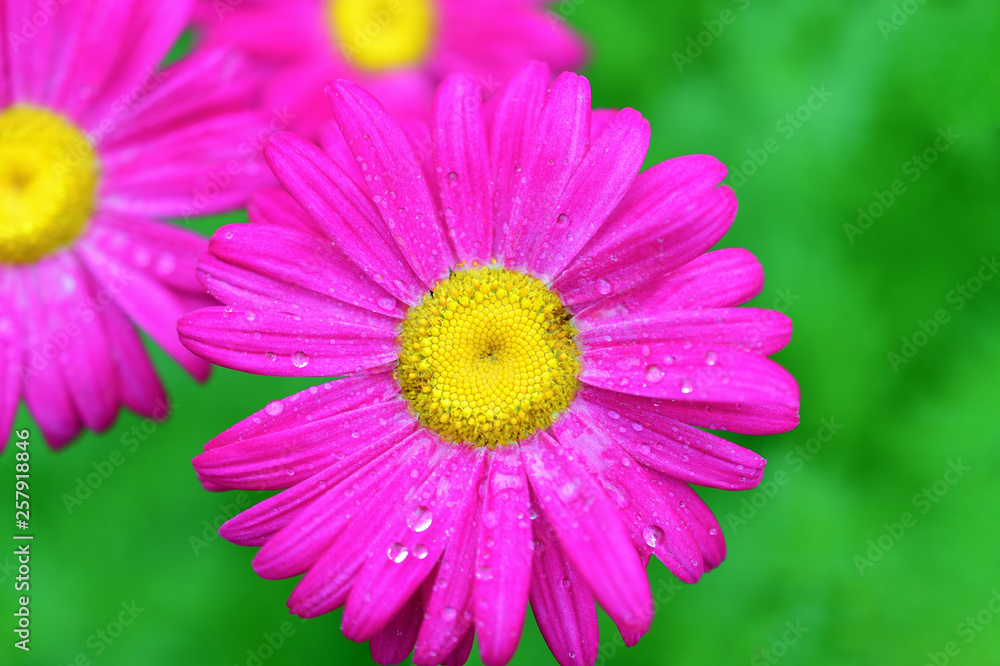 The pink pyrethrum, or Persian Daisy (lat. Pyrethrum roseum) close-up.  Daisies Pyretrum bright pink on a bright green background.