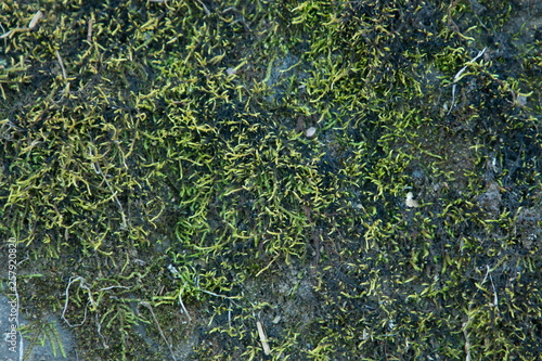close up moss surface