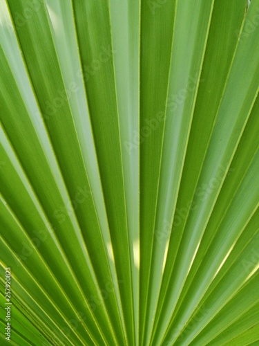 Close up green palm leaf