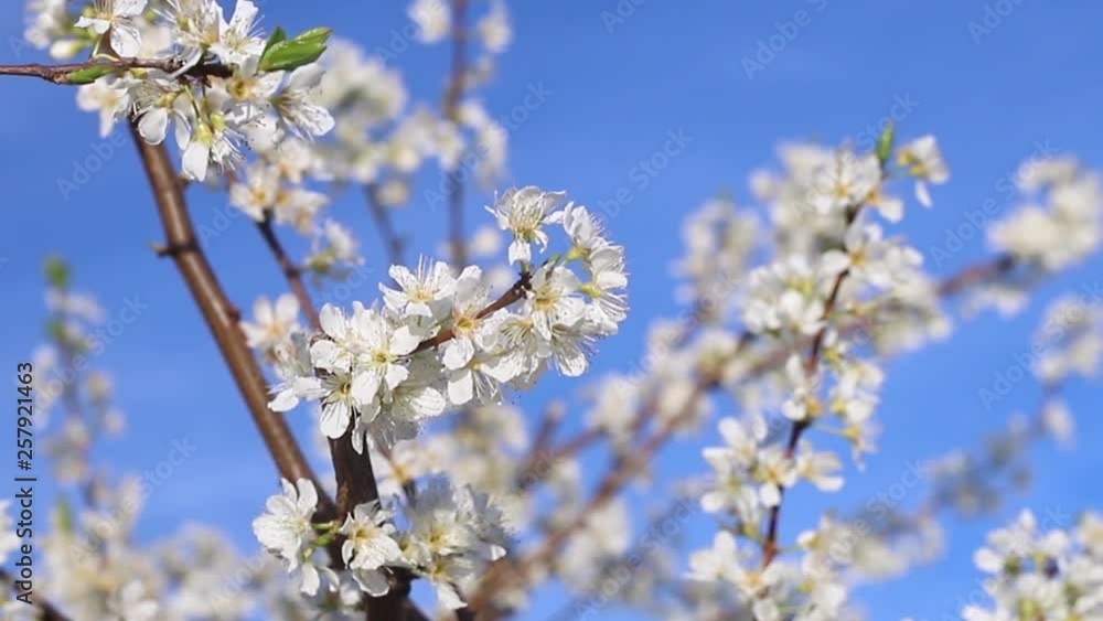 spring tree with beautiful white flowers and blue sky in sunny day spring tree with beautiful white flowers and blue sky in sunny day