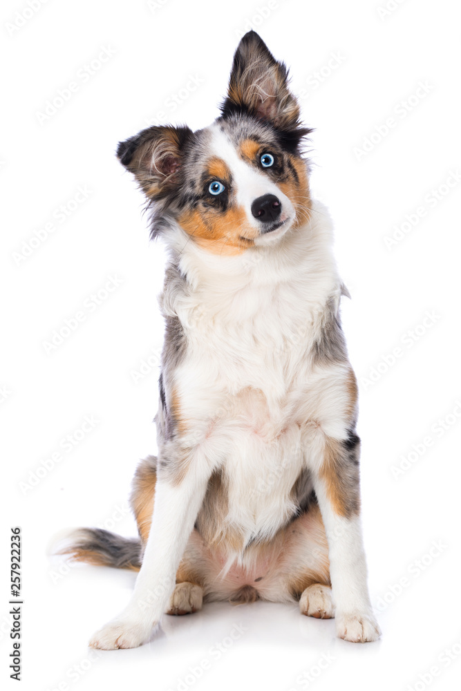 Miniature australian shepherd puppy sitting isolated on white background  Stock Photo | Adobe Stock