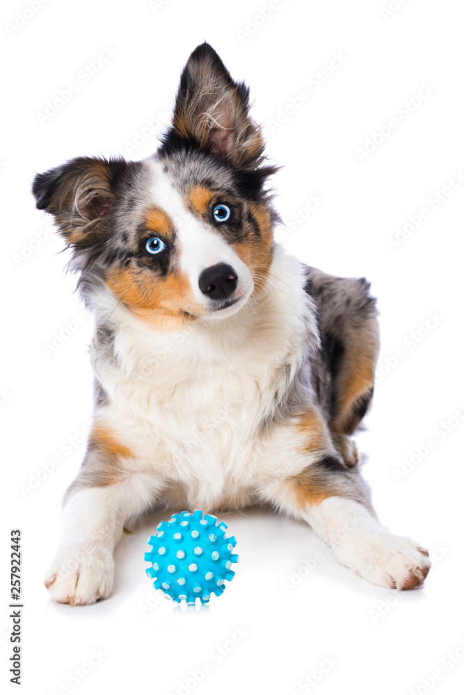 Fototapeta premium Puppy with a ball isolated on white