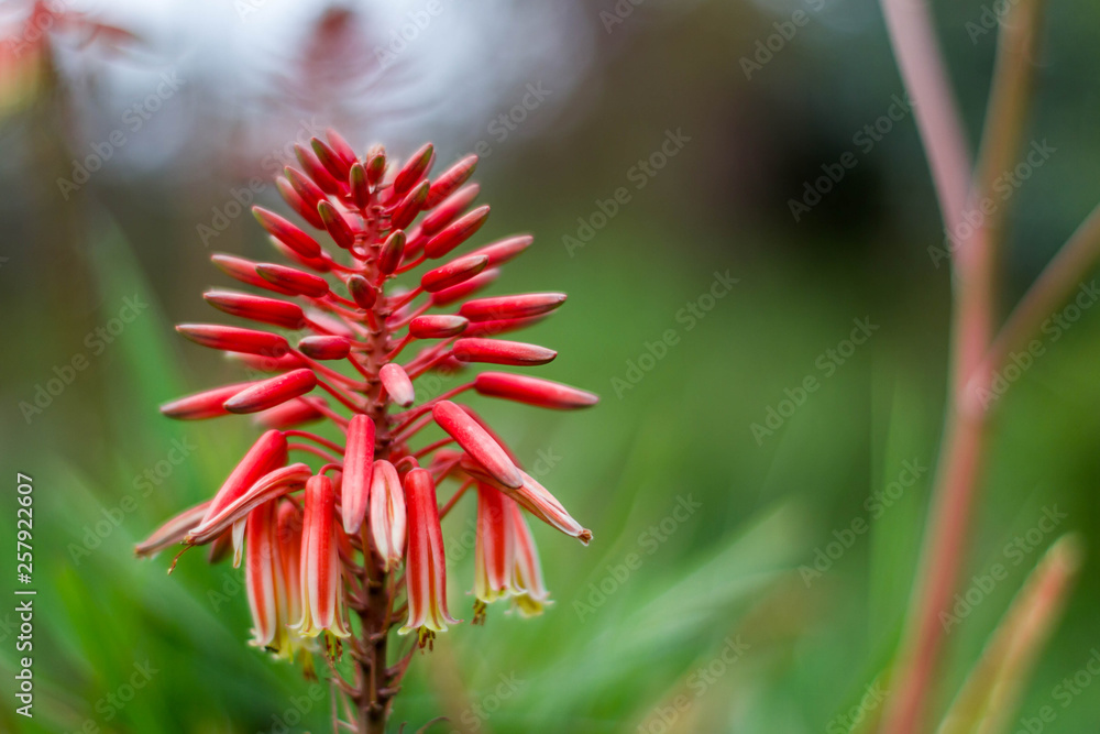 grevillea robyn gordon Flower tree red pink with blur green background grevillea robyn gordon Flower tree red pink with blur green background