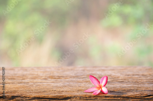 Pink frangipani on brown wooden table at outside 