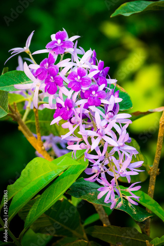 Petrea volubilis,Beautiful purple wreath vine or queen's wreath vine flower.Healthy tropical purple ivy flowers, violet petals in garden.