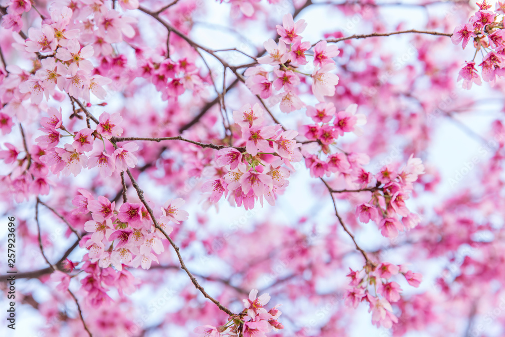 ピンク色の花 ピンク色の花