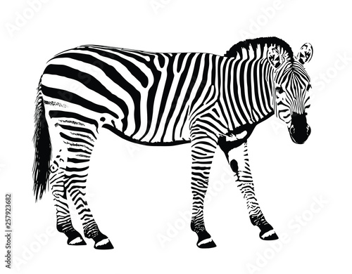 Zebra animal stencil mask vector illustration