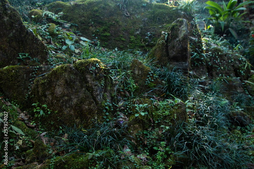 nature green moss and grass on stone in forest on the mountain .