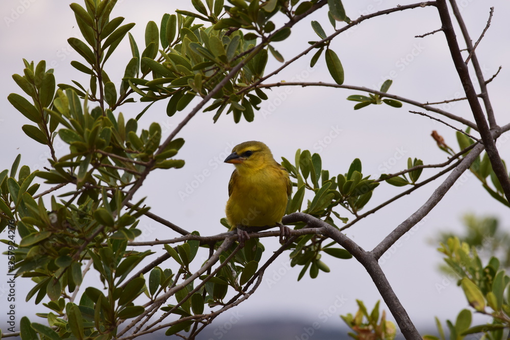 Obraz premium bird on branch