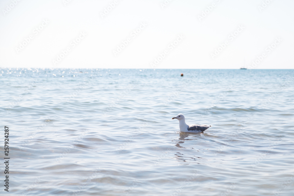 Fototapeta premium Seagull is swimming in the sea.