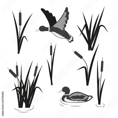 Vector pond set. Reeds and ducks isolated on white.