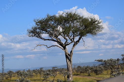 tree in africa