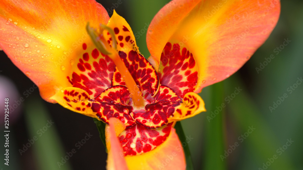 Tigridia pavonia swings in the wind in the garden. Beautiful bright orange tigrid flower from the family of iris Tigridia pavonia swings in the wind in the garden. Beautiful bright orange tigrid flower from the family of iris