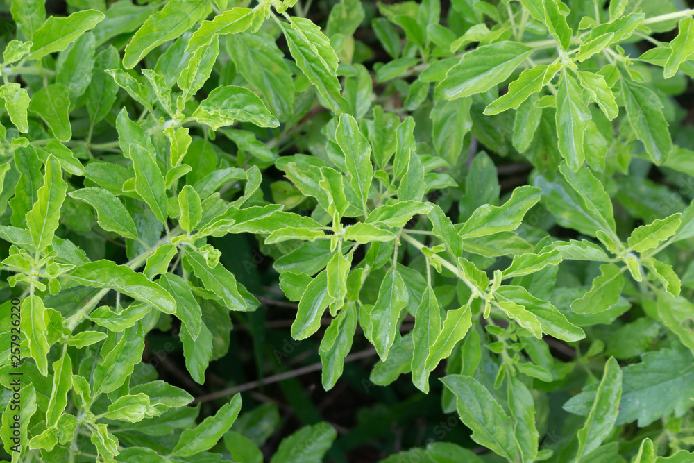 Fresh Holy basil tree in garden, Ocimum tenuiflorum plant Fresh Holy basil tree in garden, Ocimum tenuiflorum plant
