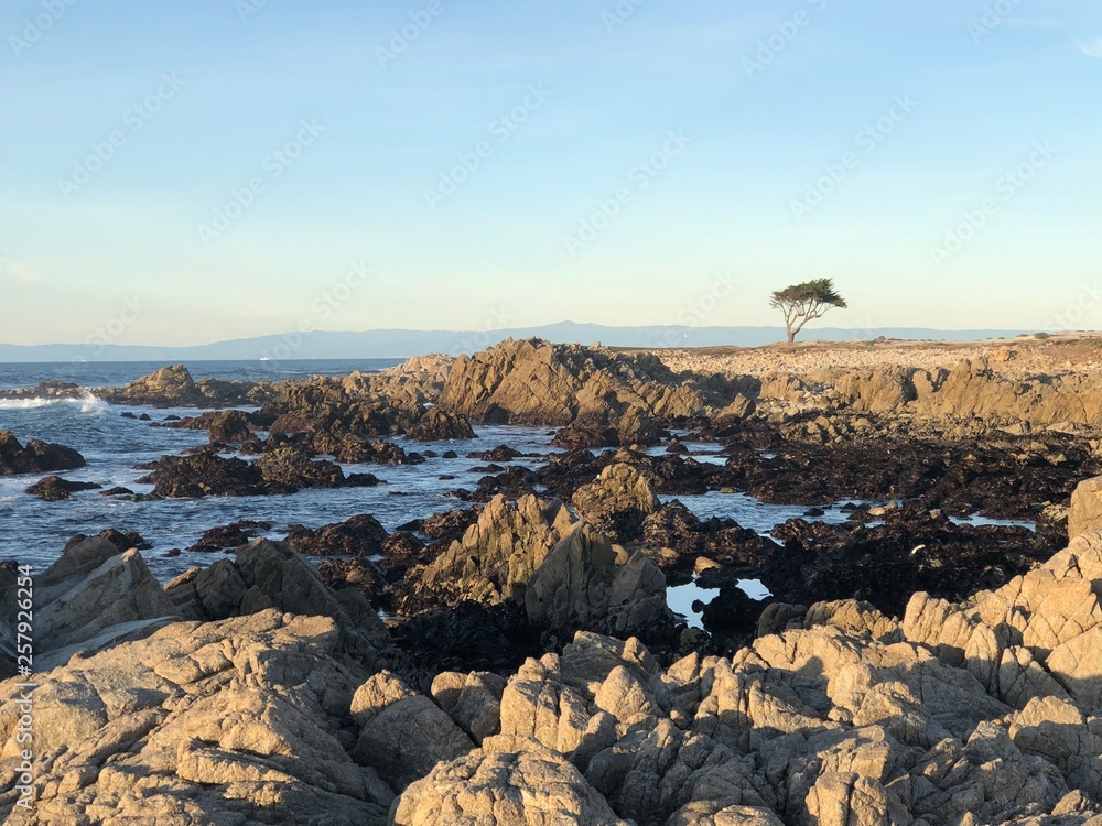 Obraz premium Ocean with a tree on the rocks