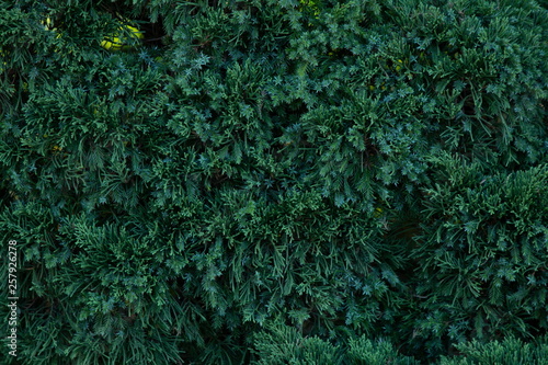 close up green fir pine tree branches , christmas tree background . © Rattanachai