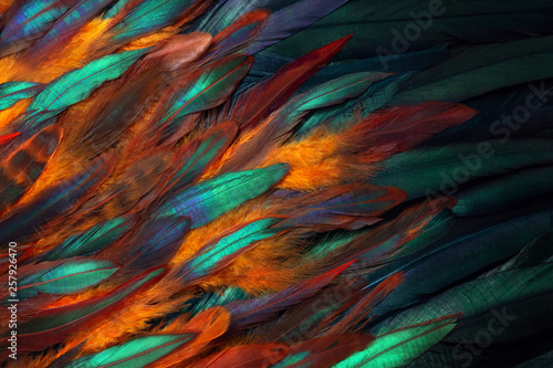 Colorful close up photo of chicken feathers. Shimmer colors of wing. 