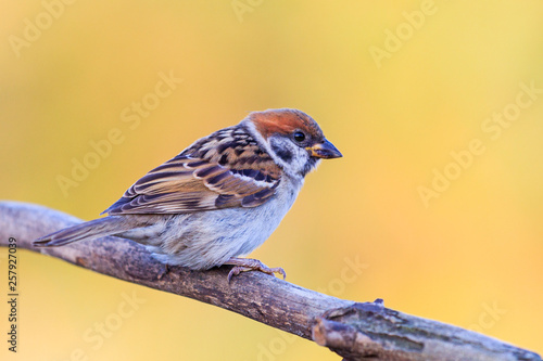 sparrow sitting on a branch on a yellow background
