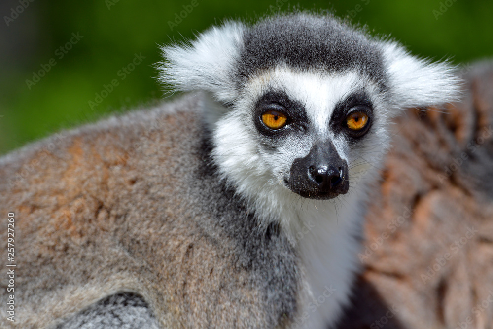 Obraz premium Portrait of front of ring-tailed lemur (Lemur catta)