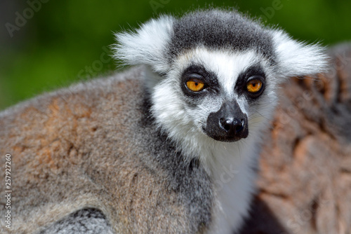 Portrait of front of ring-tailed lemur (Lemur catta)  © Christian Musat