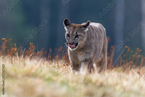 Cougar  Puma concolor   also commonly known as the mountain lion  puma  panther  or catamount. is the greatest of any large wild terrestrial mammal in the western hemisphere.